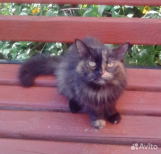 Ласковая молодая кисуля Маргоша