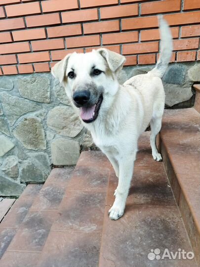 Собака в добрые руки девочка