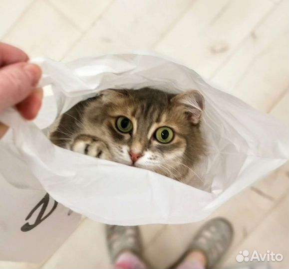 Кошка в добрые руки
