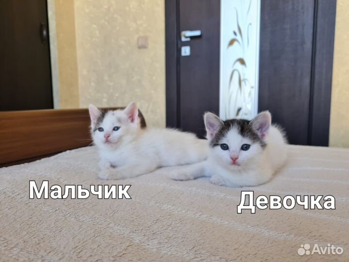 Кошка в дар бесплатно