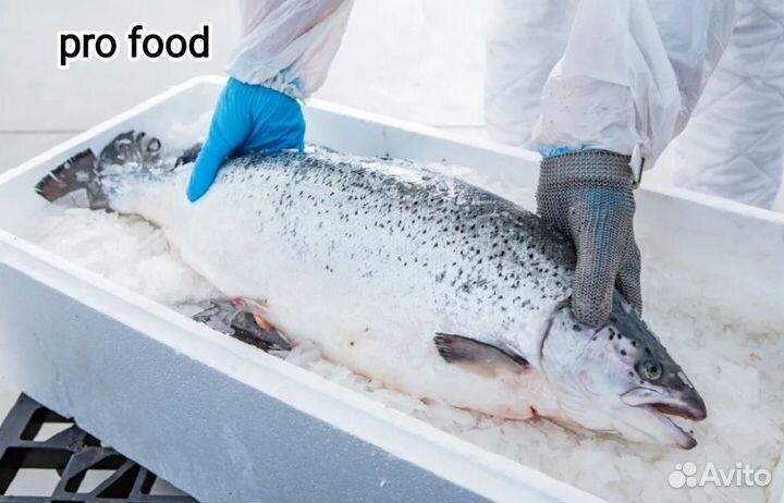 Лосось охлаждённый и замороженный