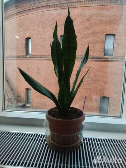 Сансевиерия/тещин язык/щучий хвост