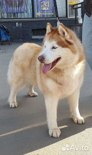 Собаки бесплатно в добрые руки