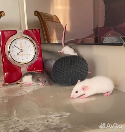 Крыса дамбо