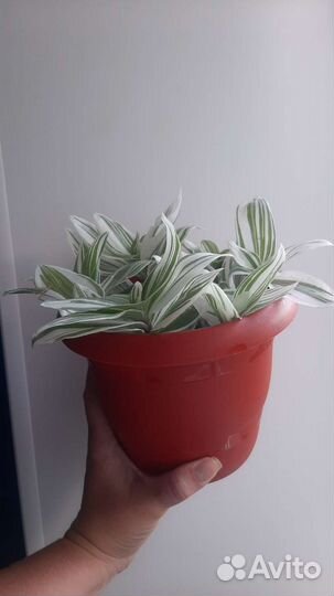 Комнатные растения цветы