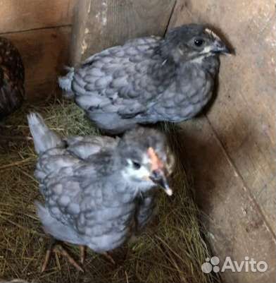 Цыплята бентамки