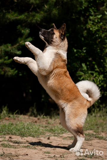 Щенки американской акиты