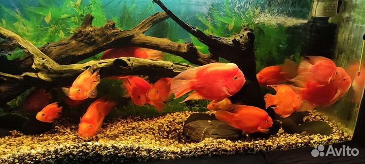 Аквариум 1000 л террариумы черепашники