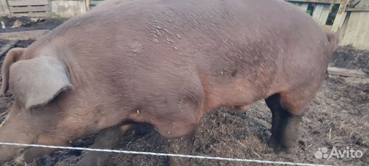 Хряк на племя