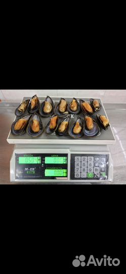 Мидия дальневосточная