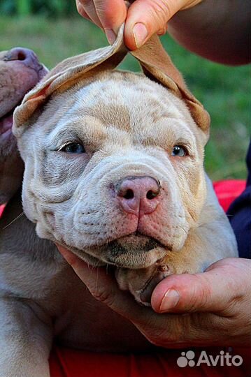 Американский булли