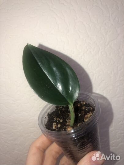 Сциндапсусы и эпипремнумы (лианы),сингониум