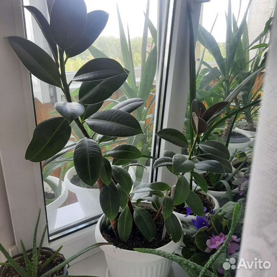 Фикус