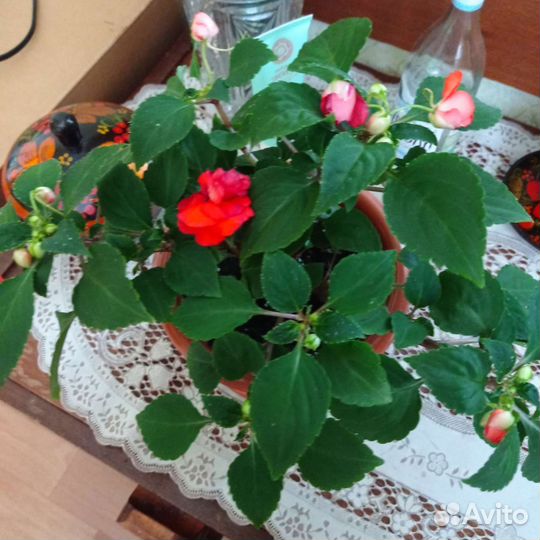 Бальзамин махровый