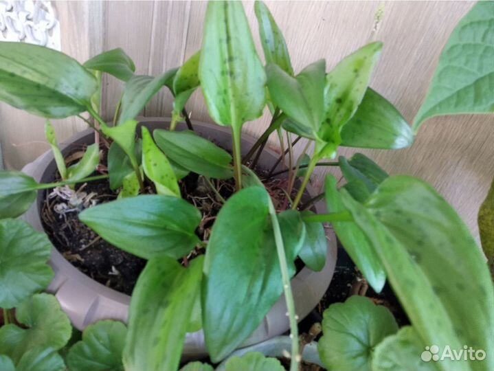 Дримиопсис с горшком