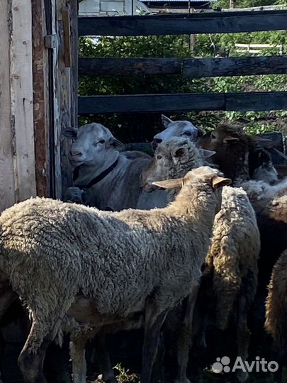 Овцы