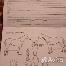 Раскраски лошадей и жеребят для взрослых генеративный ии