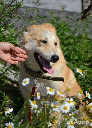 Рыжик ищет дом