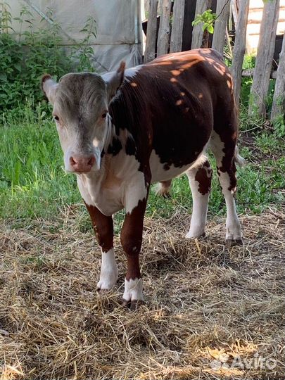 Продам быка