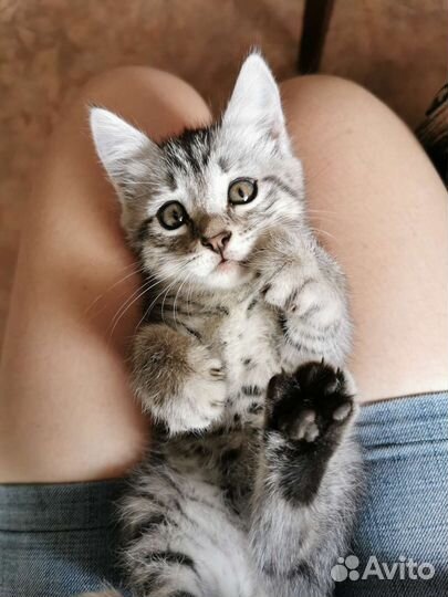 Передержка кошек и собак