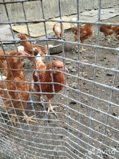 Куры молодки несушки