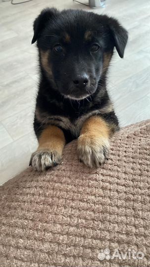 Немецкая овчарка в добрые руки