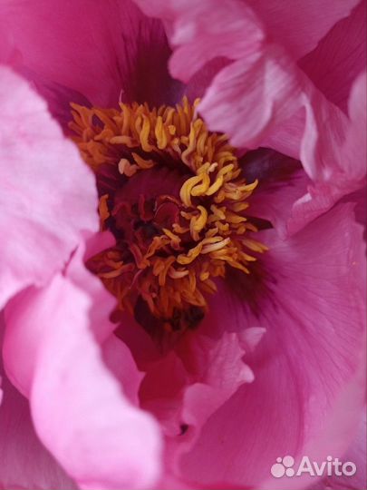 Пион древовидный