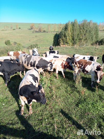 Быки. Примерный вес 400-450 кг. Возраст 1.5-2 г