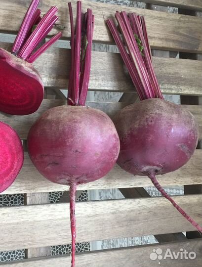 Семена свеклы столовой Ред Ариес F1