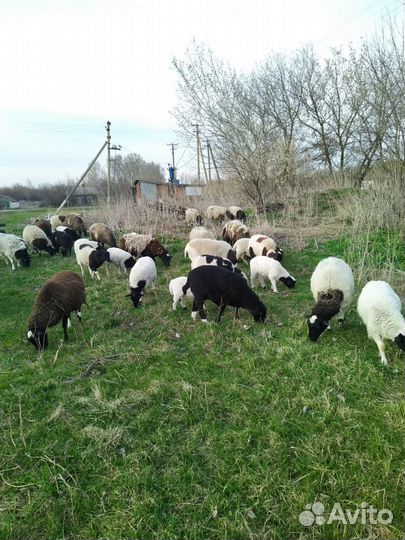 Овцы бараны дорпер