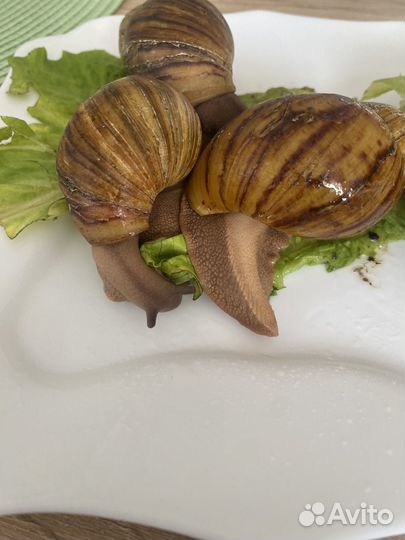 Улитки Архахатины