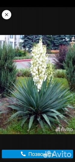 Юкка садовая