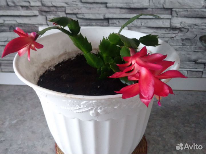 Декабрист.Лазоревый