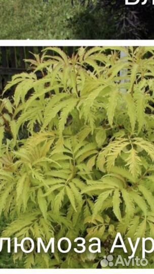 Бузина широколистная