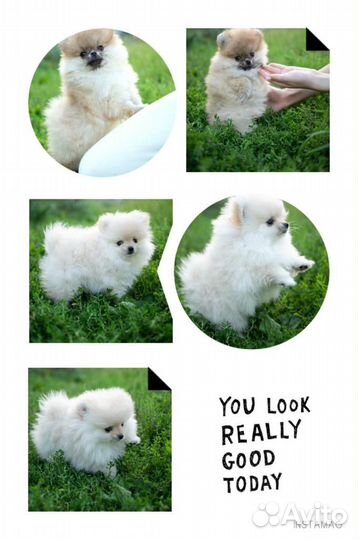 Померанский шпиц мини