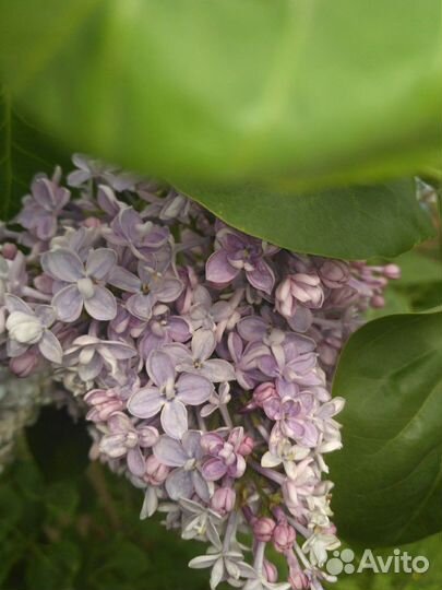 Продам излишки растений