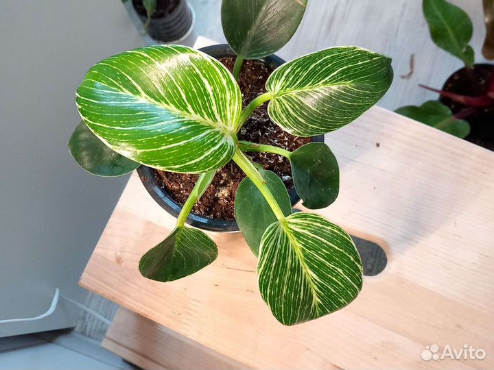 Филодендрон микс