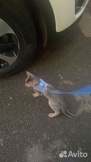 Потерялась кошка