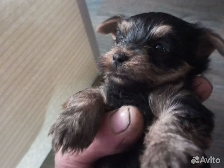 Иоркширский терьер