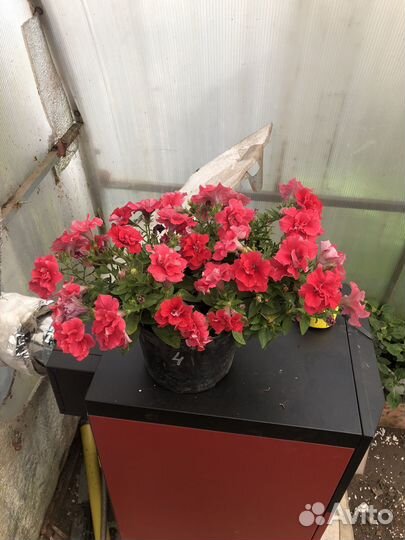 Вегетативная петуния