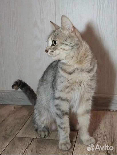 Кошка в дар