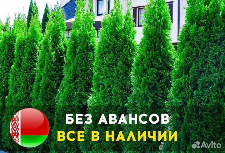 Туя Западная Колумна