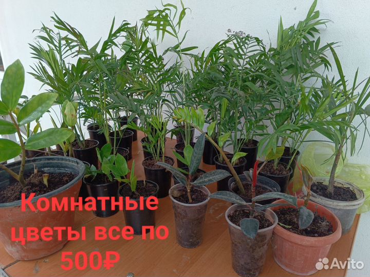 Комнатные цветы