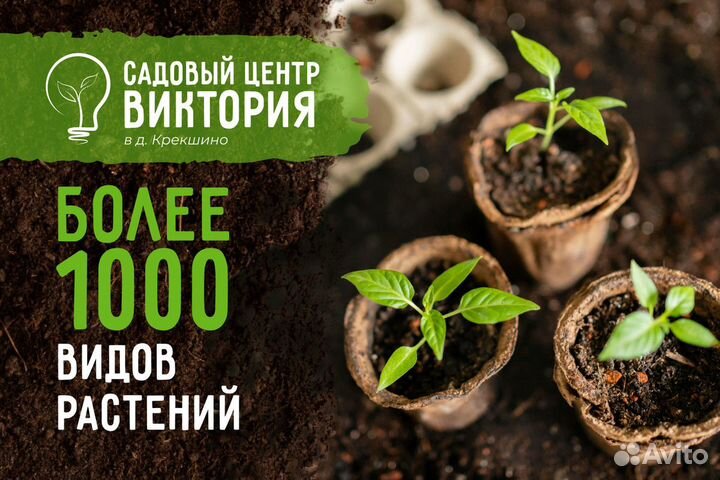 Саженцы хвойной Туи Смарагд 180 - 200 см