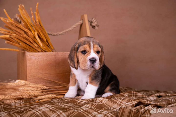 Щенок бигля