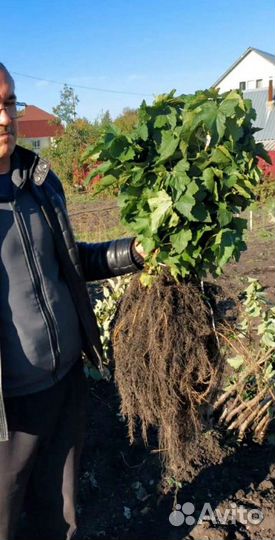 Саженцы черной смородины