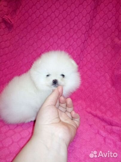 Шпицы детки разных окрасов