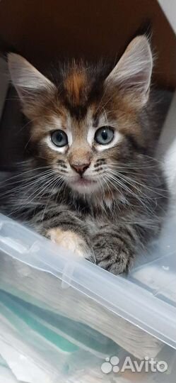 Котята мейн-кун