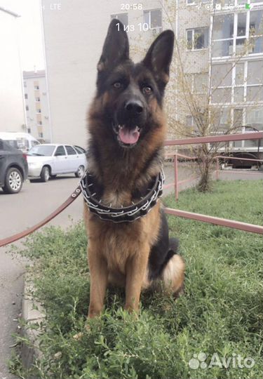 Щенки немецкой овчарки длинношерстной