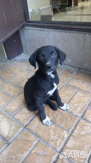 Щенок, девочка маленькой породы